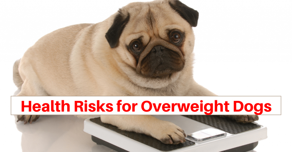 Health Risks for Overweight Dogs - Pet Sitting | Dog Walking