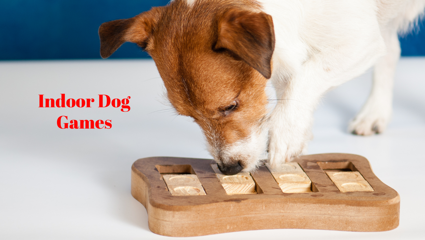 5 Indoor Dog Games - Pet Sitting