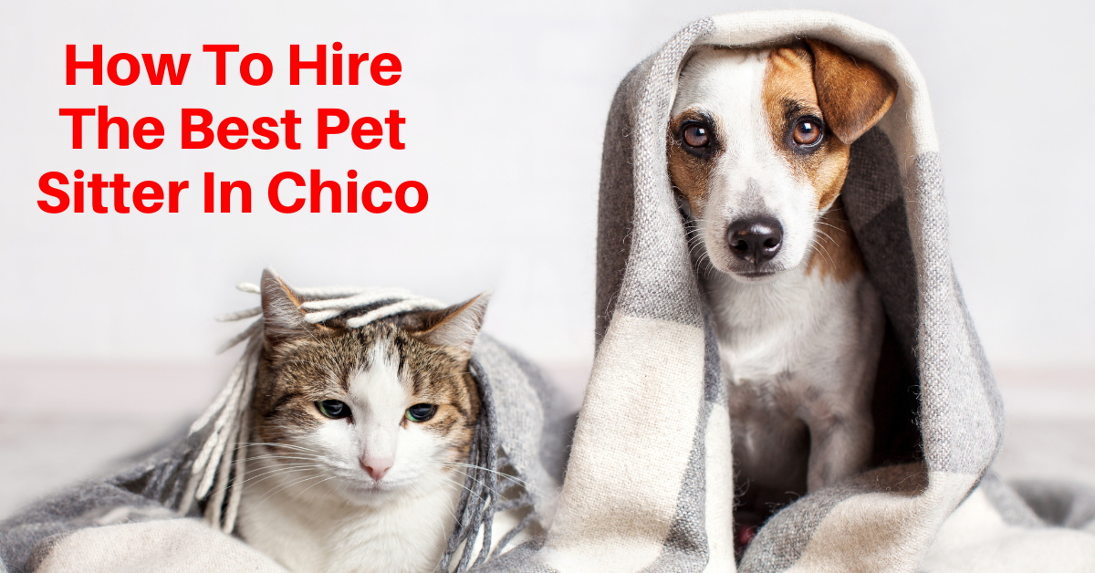 Pet hire clearance