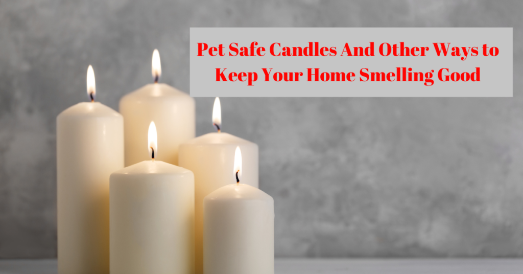 Pet Safe Candles And Other Ways to Keep Your Home Smelling Good - Pet  Sitting