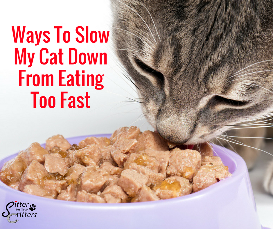 https://sitterforyourcritters.com/wp-content/uploads/2018/05/Ways-To-Slow-My-Cat-Down-From-Eating-Too-Fast.png