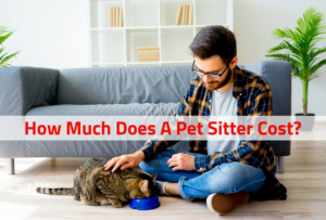 Cost of a pet sitting in Chico, CA