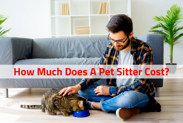 How Much Does A Pet Sitter Cost In Chico, California? (Prices/Rates