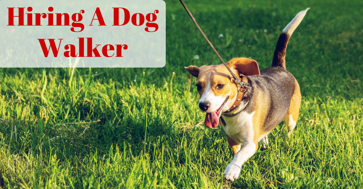 Dog Walking - Pet Sitting | Dog Walking