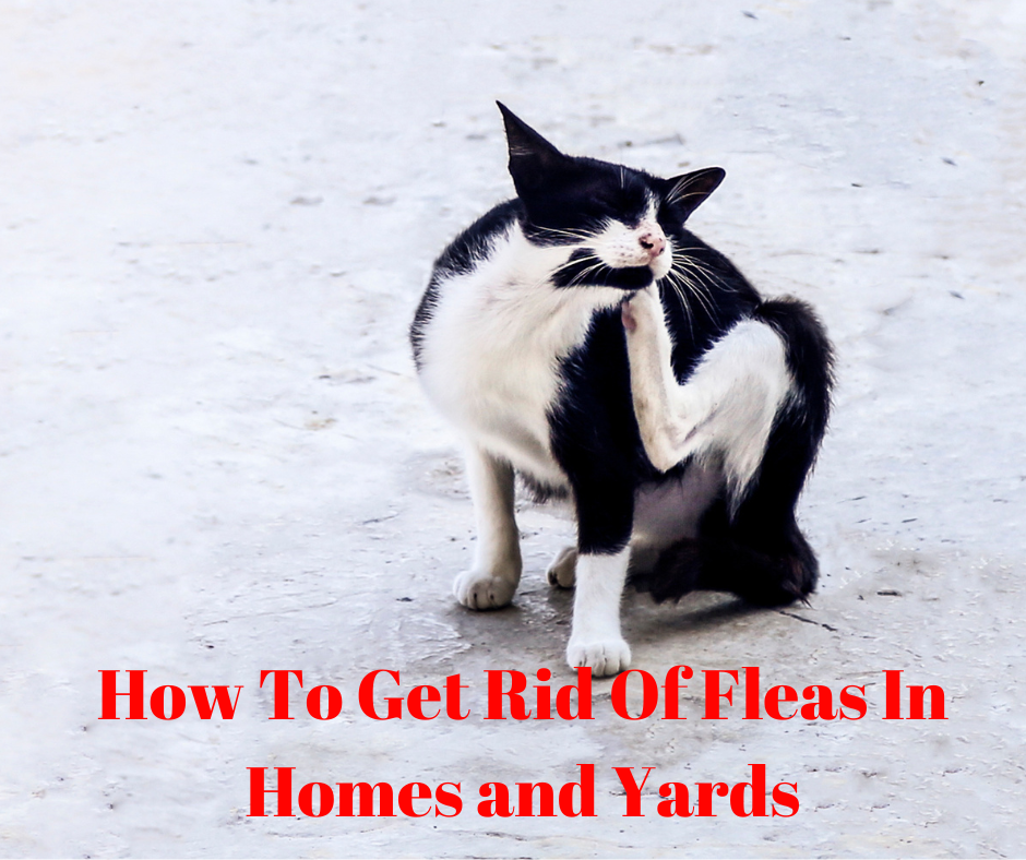 How to Get Rid of Fleas in Homes and Yards Pet Sitting Dog Walking