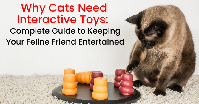 How To Provide Mental Stimulation For Cats