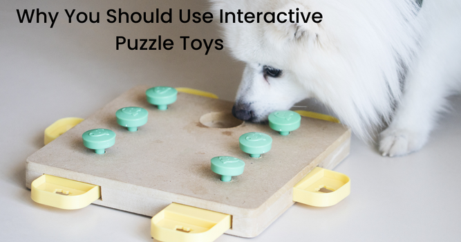 https://sitterforyourcritters.com/wp-content/uploads/2023/02/Why-You-Should-Use-Interactive-Puzzle-Toys-1.png