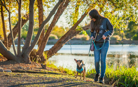 Happy dog enjoying a daily walk in Chico, California