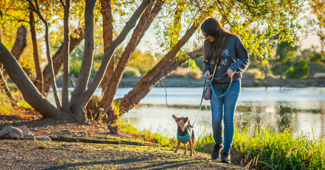 Happy dog enjoying a daily walk in Chico, California