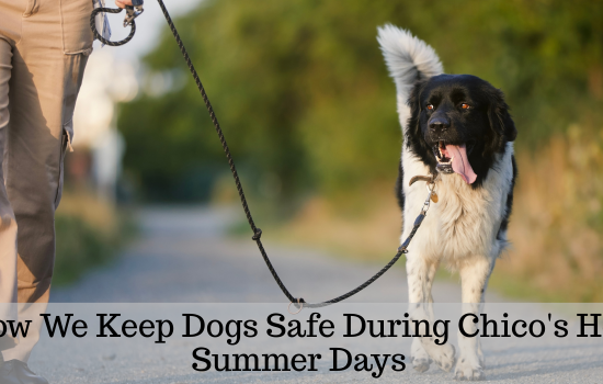 Professional dog walker taking a dog on an early morning walk in Chico, California before the summer heat.
