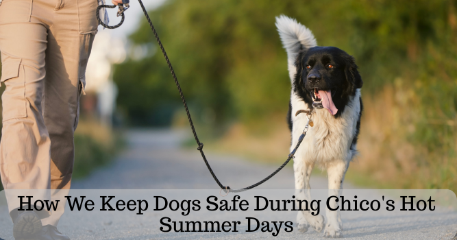 Professional dog walker taking a dog on an early morning walk in Chico, California before the summer heat.